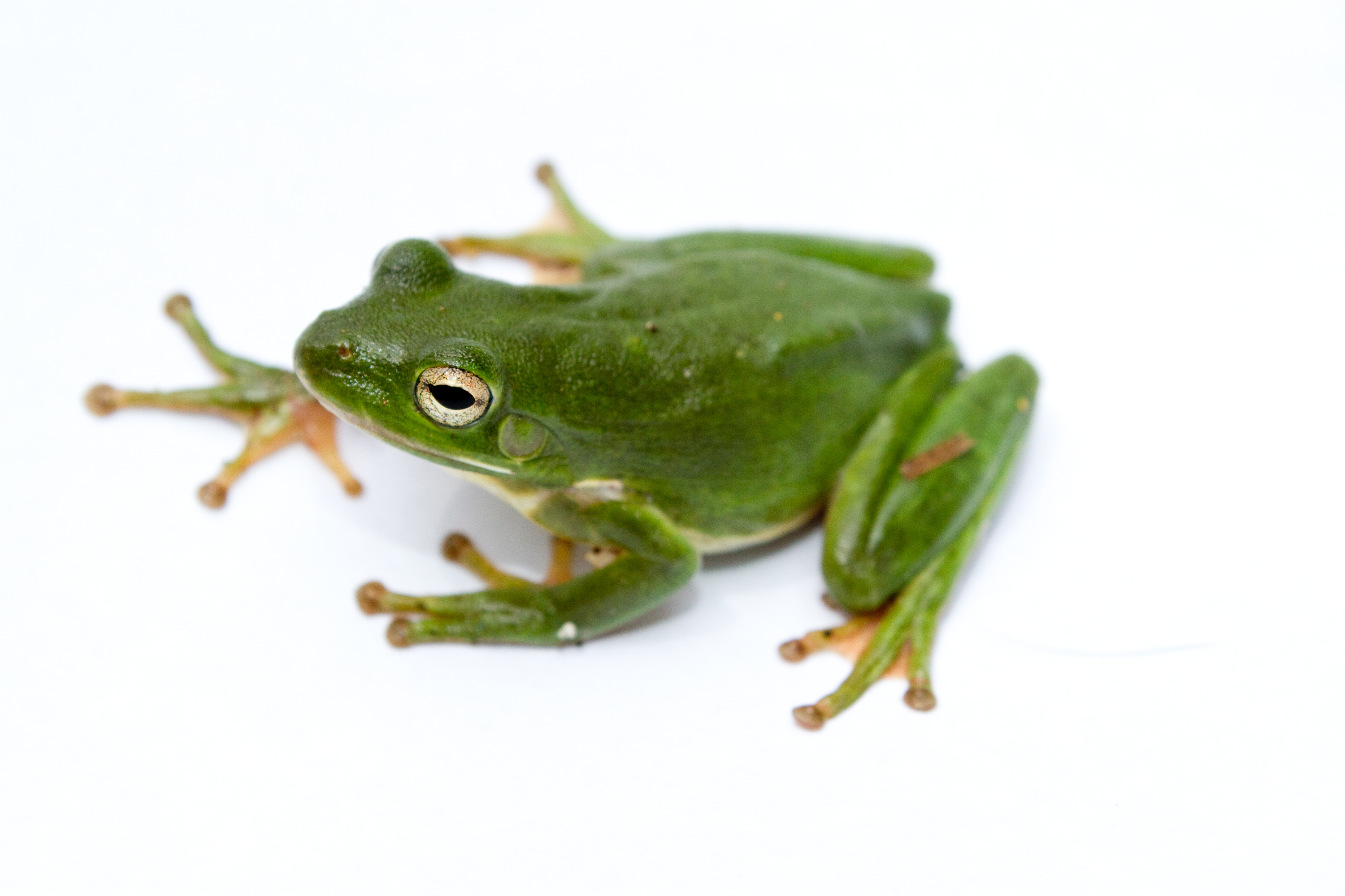 shootfrog.jpg